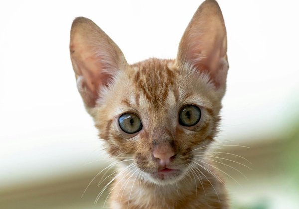 Why Are Animals in the UK Making Headlines Lately?